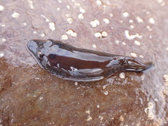 Lepadogaster purpurea