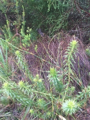 Cullumia carlinoides