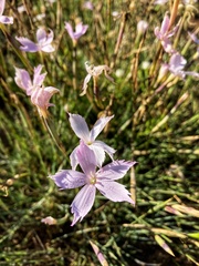Dianthus thunbergii