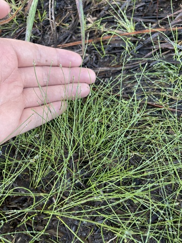 Image of Eleocharis vivipara by (c) Brandon Corder, some rights reserved (CC BY)