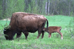 Bison bison athabascae