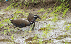 Gallirallus torquatus