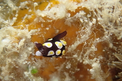 Colpodaspis thompsoni