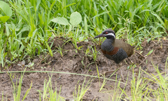 Gallirallus torquatus