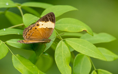 Cupha arias