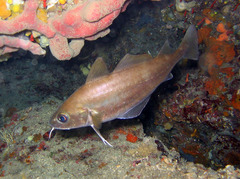 Trisopterus capelanus