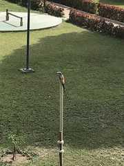 Coracias abyssinicus