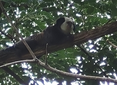 Callithrix geoffroyi