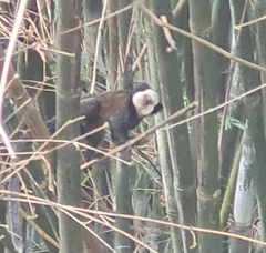 Callithrix geoffroyi