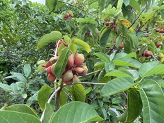 Sterculia ceramica