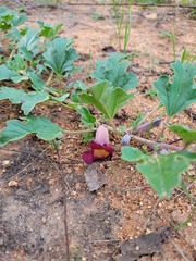 Harpagophytum zeyheri