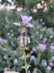 Syncolostemon elliottii