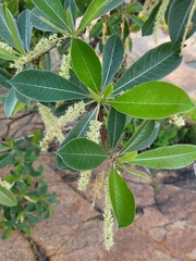 Terminalia sericea