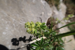 Alchemilla plicatula