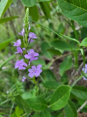 Buchnera longespicata