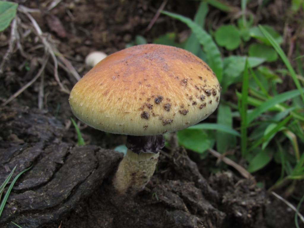 Psilocybe cubensis · October 2021 · photo: © kindermel (iNaturalist, cc-by-sa)