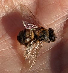 Apis mellifera