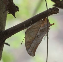Charaxes varanes vologeses