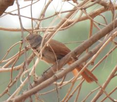 Cichladusa arquata