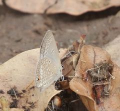 Euchrysops malathana