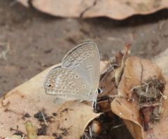 Euchrysops malathana