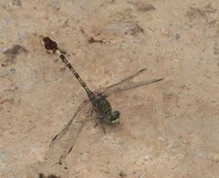 Paragomphus genei
