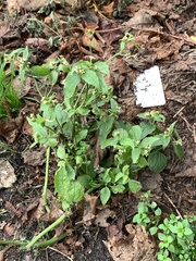 Galinsoga quadriradiata