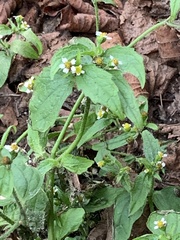Galinsoga quadriradiata