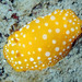 White-spotted Yellow Wart Slug - Photo (c) Sylvain Le Bris, some rights reserved (CC BY-NC), uploaded by Sylvain Le Bris