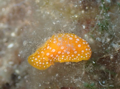 Phyllidia flava