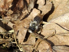 Andrena vaga