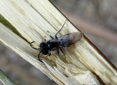 Andrena vaga