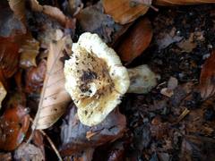 Russula fellea