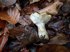 Russula fellea