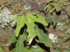 Pyrrosia polydactylos