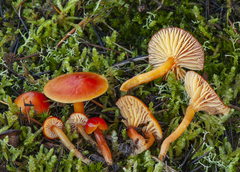 Hygrocybe insipida