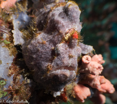 Antennarius maculatus