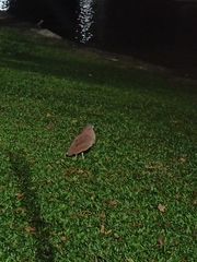 Gorsachius melanolophus