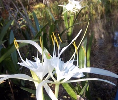 Hymenocallis rotata