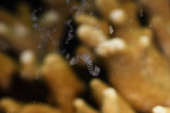 Synchiropus splendidus