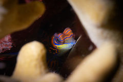 Synchiropus splendidus