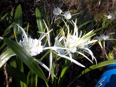 Hymenocallis rotata
