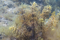 Caulocystis cephalornithos