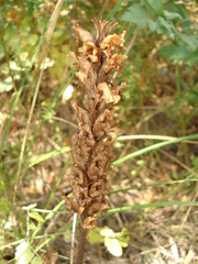 Orobanche alsatica