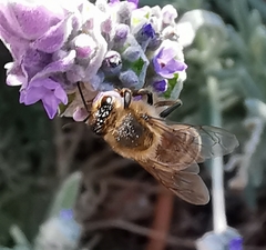 Apis mellifera