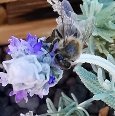 Apis mellifera