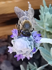 Apis mellifera
