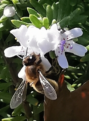 Apis mellifera