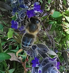 Apis mellifera