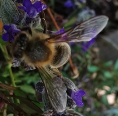 Apis mellifera
